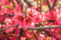 Japanese quince blooms in the garden Royalty Free Stock Photo