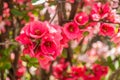Japanese quince blooms in the garden Royalty Free Stock Photo