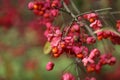 Red flowers of the chaplain`s hat in the botanical garden of Capelle aan den IJssel