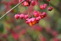 Red flowers of the chaplain`s hat in the botanical garden of Capelle aan den IJssel