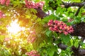 Red flowers of chestnut Royalty Free Stock Photo