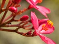 Red flowers