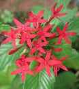 Red flower in the botanical garden after rain