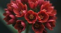 Red flowers with clusters of small, open blooms, each with delicate, rounded