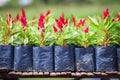 Red flowers of Cockscomb in the nursery outdoors Celosia argentea , Foxtail amaranth - Cockscomb flower in black plastic bag Royalty Free Stock Photo