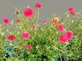 Red flowers of Common Purslane, Verdolaga, Pigweed, Little Hogweed Royalty Free Stock Photo