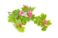 Red Flowers Crataegus hawthorn quickthorn thornapple May-tree, whitethorn or hawberry. Isolated