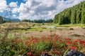 Red flowers, cryptomerias next to Negro lagoon and Santa BÃÂ¡rbara hill in the background, Terceira - Azores PORTUGAL