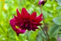 Red flowers Dahlia purple flame in the garden