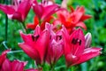 Red flowers are daylilies or Hemerocallis Royalty Free Stock Photo