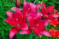 Red flowers are daylilies or Hemerocallis Royalty Free Stock Photo