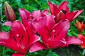 Red flowers are daylilies or Hemerocallis Royalty Free Stock Photo