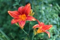 Red flowers of the Daylily. Royalty Free Stock Photo