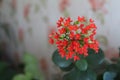 Red flowers of the domestic kalanchoe close - up