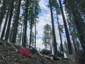 Red flowers emerge from a burnt landscape in Mariposa Grove, Yosemite National Park, California in spring Royalty Free Stock Photo