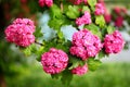 Red flowers of English hawthorn Crataegus laevigata