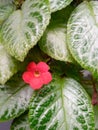 The red flowers of Episcia cupreata in bloom