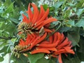 Red flowers of Erythrina tree, or Coral tree (lat. - Erythrina Royalty Free Stock Photo