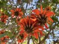 Red flowers of Erythrina tree, or Coral tree (lat. - Erythrina Royalty Free Stock Photo