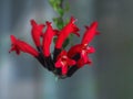 Red flowers and eskhinantus. Close up Royalty Free Stock Photo