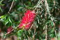 Red flowers exotic of bottle brush tree (Callistemon) Royalty Free Stock Photo