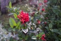 red flowers exposed to sunlight from between the leaves