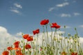 Red flowers field wild poppies against the blue sky Royalty Free Stock Photo