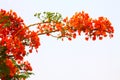 Red flowers of a fiery tree Royalty Free Stock Photo