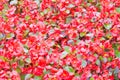 Red flowers in flower bed in park Royalty Free Stock Photo
