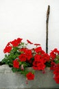 Red flowers in a flowerpot Royalty Free Stock Photo