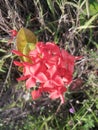 The red flowers with four petal