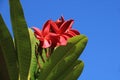 Red flowers of a frangipani tree Royalty Free Stock Photo
