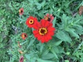 Red flowers in front of the