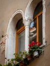 Red flowers in front of an old window Royalty Free Stock Photo