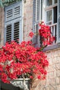 Red flowers in front of old windows. Royalty Free Stock Photo