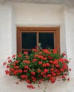 Red flowers in front of a small window of a very old house in Burgeis Royalty Free Stock Photo