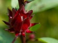 Red flowers and fruit of Rosella Hibiscus sabdariffa Linn. or Jamaican Sorel, Roselle, Rozelle, Sorrel, Red Sorrel, Kharkade, Ka