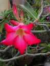 Red Flowers