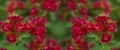 Red flowers of garden carnation close-up. Beautiful summer background, banner with greenery and flowers Royalty Free Stock Photo