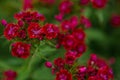 Red flowers of garden carnation close-up. Beautiful summer background with greenery and flowers Royalty Free Stock Photo