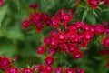 Red flowers of garden carnation close-up. Beautiful summer background with greenery and flowers Royalty Free Stock Photo