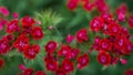 Red flowers of garden carnation close-up. Beautiful summer background with greenery and flowers Royalty Free Stock Photo