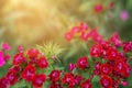 Red flowers of garden carnation close-up. Beautiful summer background with greenery and flowers in the sun Royalty Free Stock Photo