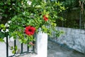 Red flowers in the garden