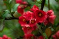 Red flowers in the garden on green background. Garden flower. Spring floral background. Tree branch is blooming of red flowers. Sp Royalty Free Stock Photo