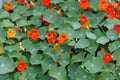 Red flowers of garden nasturtium, Tropaeolum majus Royalty Free Stock Photo