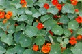 Red flowers of garden nasturtium, Tropaeolum majus Royalty Free Stock Photo