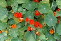 Red flowers of garden nasturtium, Tropaeolum majus Royalty Free Stock Photo