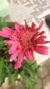 red flowers in the garden