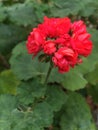 Red flowers of a geranium Royalty Free Stock Photo